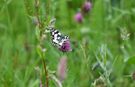 TfL Doubles Wildflower Verges Across London