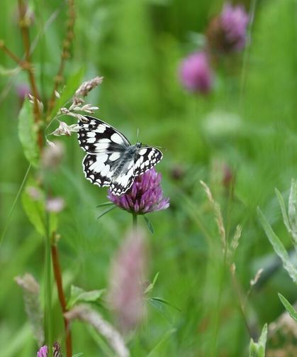 TfL Doubles Wildflower Verges Across London