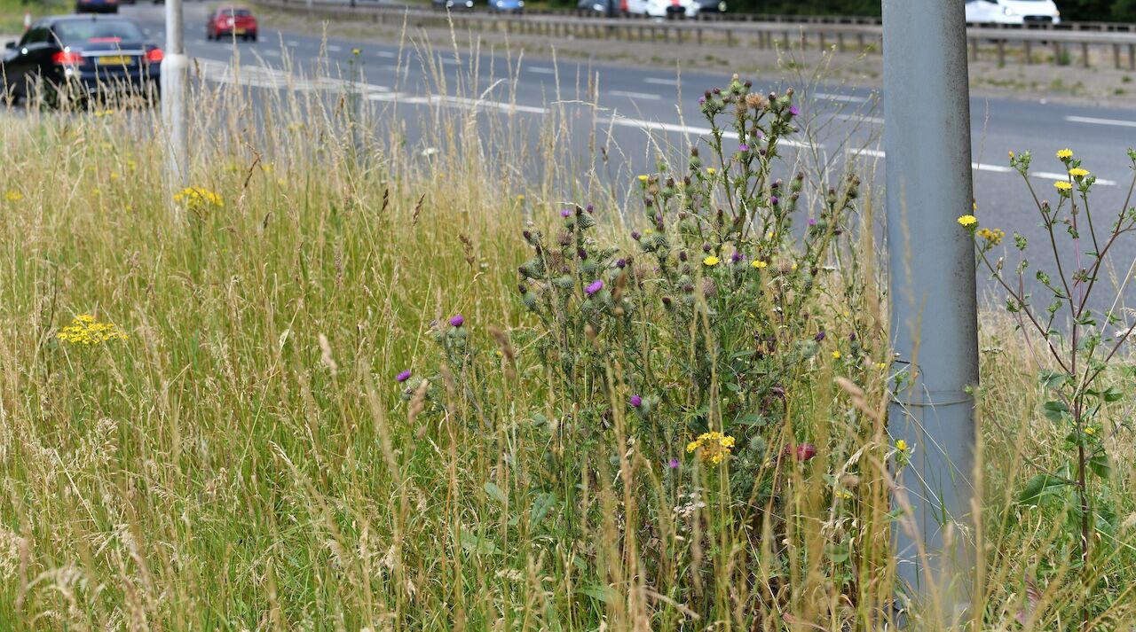 Tfl Image Wildflower Verge In Hillingdon (1)