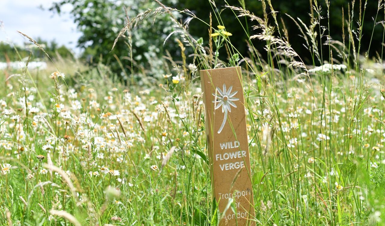 Tfl Image Wildflower Verge In Hillingdon (2)